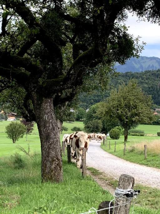 Petit Cocon Entre Lac, Golf Et Montagne, Proche D'Annecy Giez Екстериор снимка